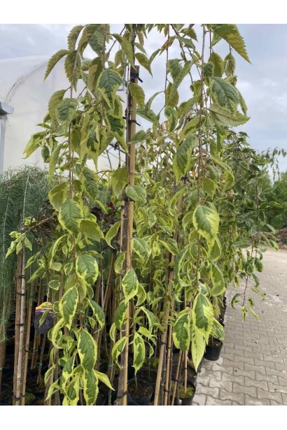 Сакура Фрілі Фок - зелене листя з жовтою окантовкою